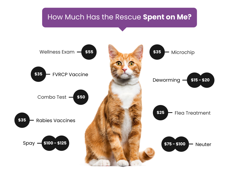 Fee Graphic-Cats