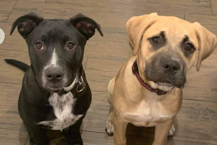 adopt