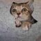 Wicket