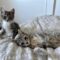 Moe and Millie – Bonded Pair!