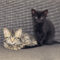 Mia and Billie (BONDED PAIR)