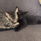 Mia and Billie (BONDED PAIR)