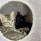 Mia and Billie (BONDED PAIR)