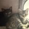 Mia and Billie (BONDED PAIR)