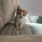 Opie