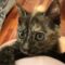 Aurora (Galaxy Kittens)