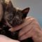 Aurora (Galaxy Kittens)