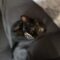 Nova (Galaxy Kittens)