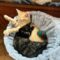 Nova (Galaxy Kittens)