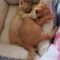 Atlas and Comet (Galaxy Kittens)