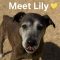 Lily