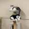 Dozer and Mini (BONDED PAIR)
