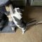 Dozer and Mini (BONDED PAIR)