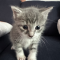 Little Lily
