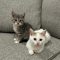 Lotus and Lavender (BONDED PAIR)