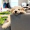 Charlie the Dood