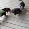 Cairo & Dude (bonded pair)