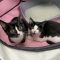 Genesis and Tara (BONDED PAIR)
