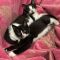 Genesis and Tara (BONDED PAIR)
