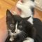 Genesis and Tara (BONDED PAIR)