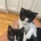 Genesis and Tara (BONDED PAIR)